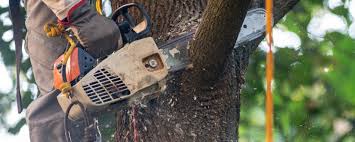 Trusted Luna Pier, MI Tree Removal Services Experts