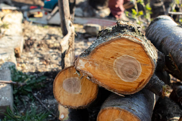  Luna Pier, MI Tree Removal Services Pros